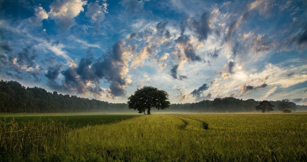 Champ de blé